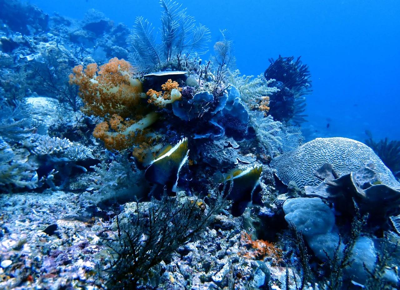 乐鱼官方登录入口-包含海洋深潜挑战赛，探索海底未知的奇幻旅程的词条