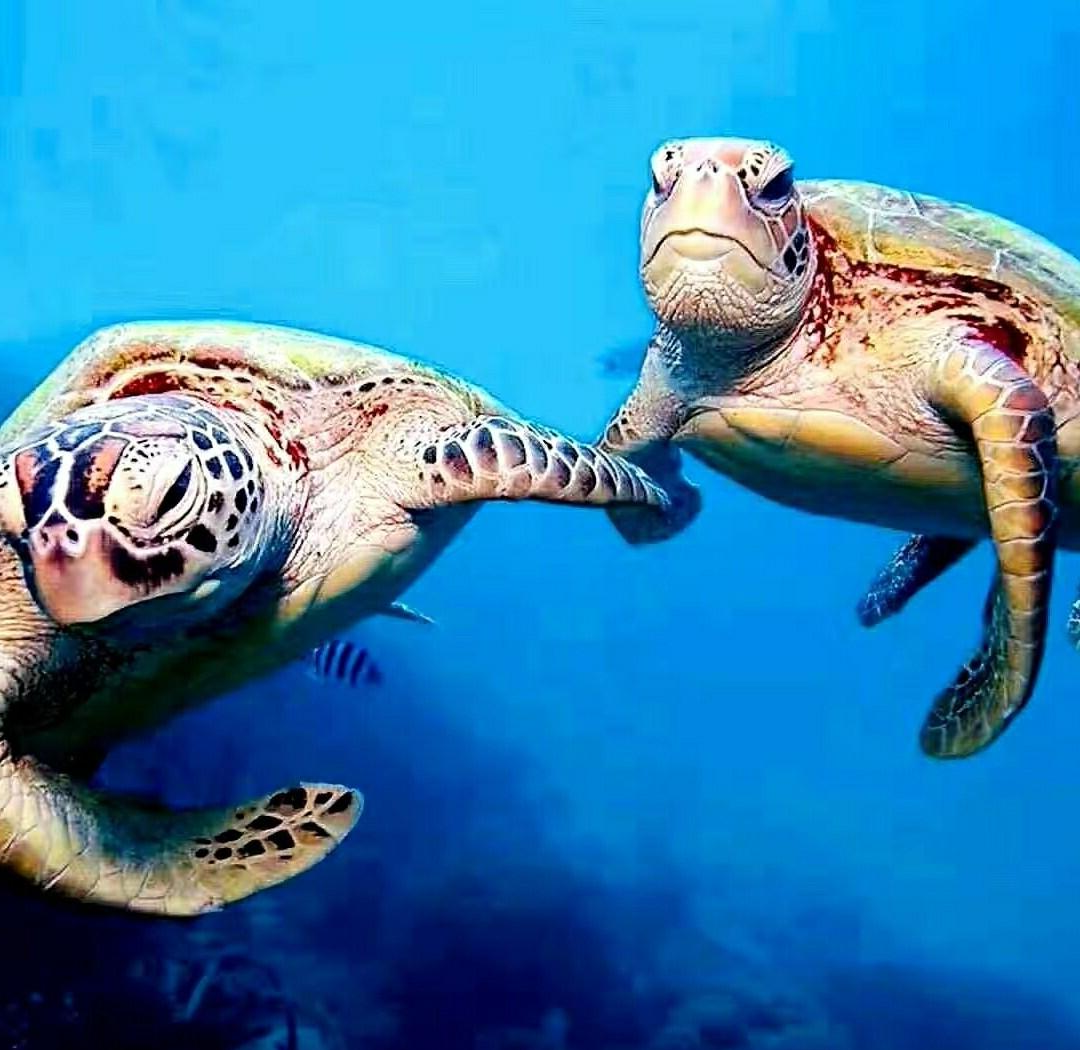 包含海洋深潜挑战赛,探索海底未知的奇幻旅程的词条 包含海洋深潜挑战赛,探索海底未知的奇幻旅程的词条