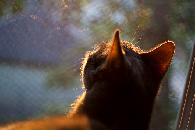德甲:多支豪门补强中场,争取荣誉,德甲豪门有哪些球队