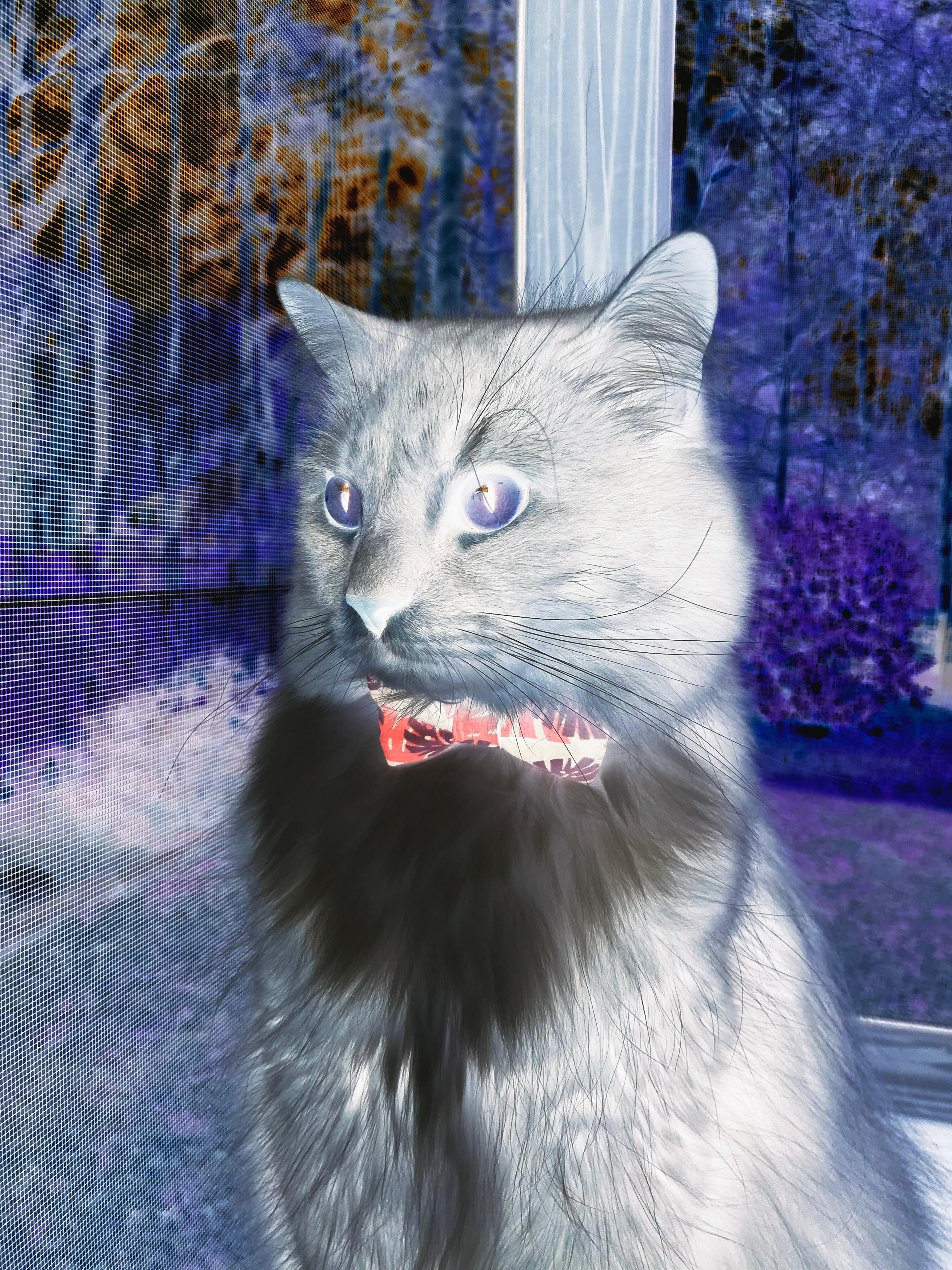 比利时女篮在铜牌争夺战中败给澳大利亚队,比利时女篮对阵澳大利亚女篮