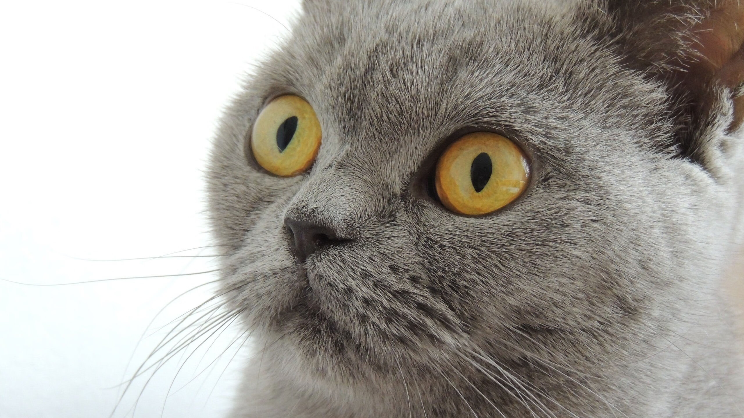 日本队获得亚洲杯冠军,国内球迷欣喜不已,日本亚洲杯大名单