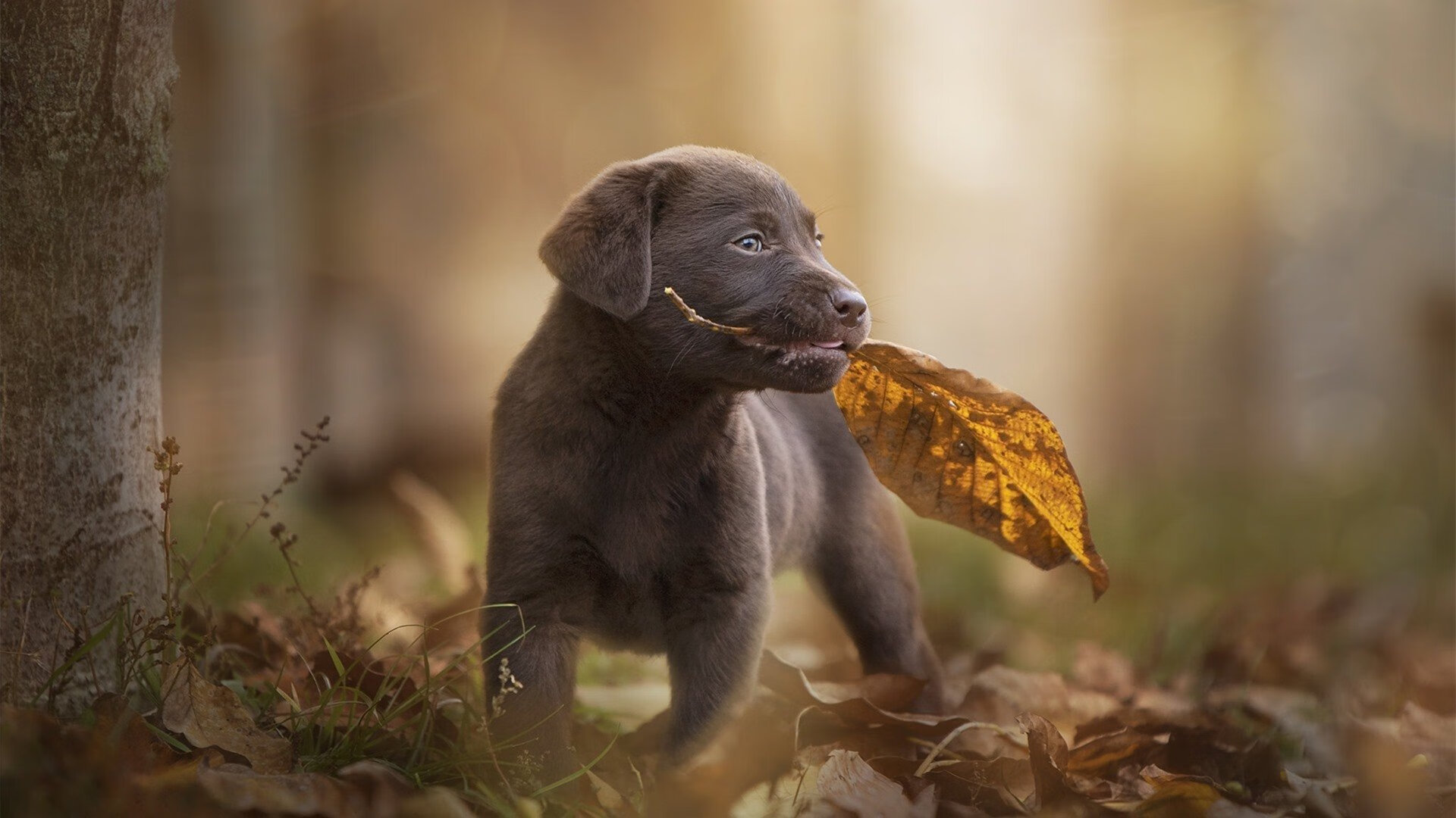 LEYU SPORTS中国官方网站-瓜达拉哈拉球员合同到期，续约谈判进行中，瓜达拉哈拉是哪里