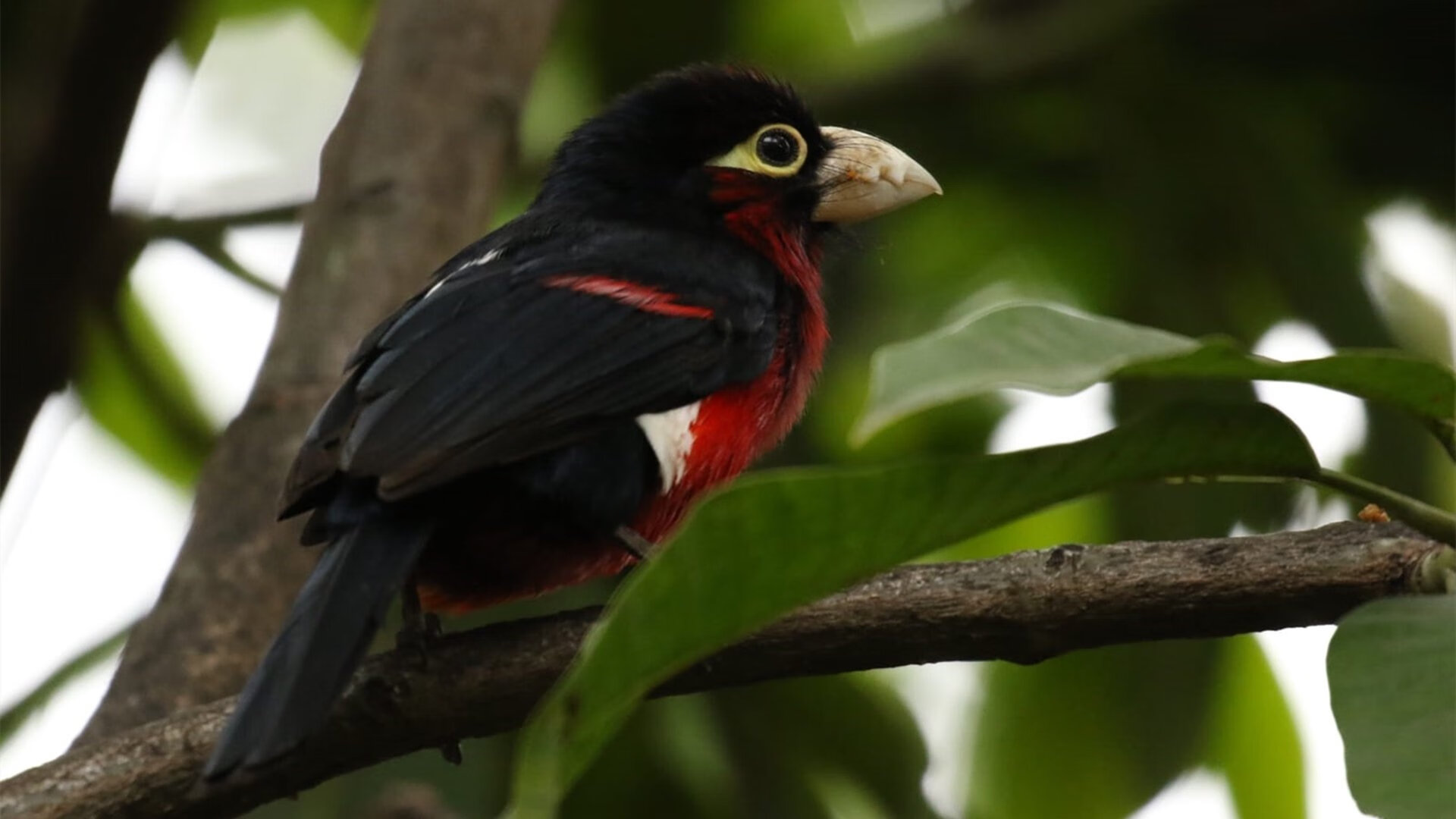 中国青少年篮球发展政策执行现状及优化方案探讨,我国青少年篮球发展现状