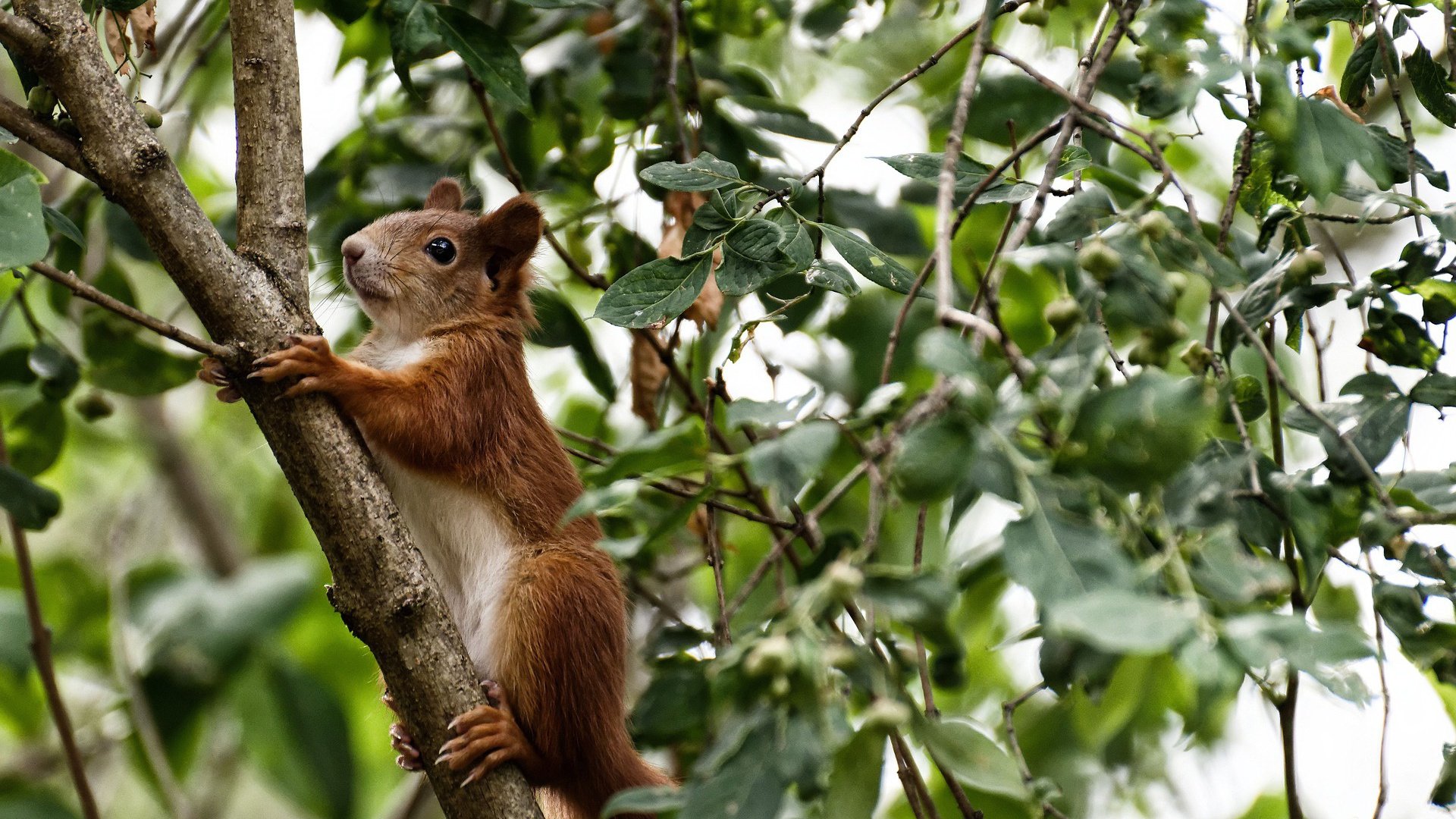 滑雪世界杯中国队取得历史性突破，2021年滑雪世界杯什么时候开幕