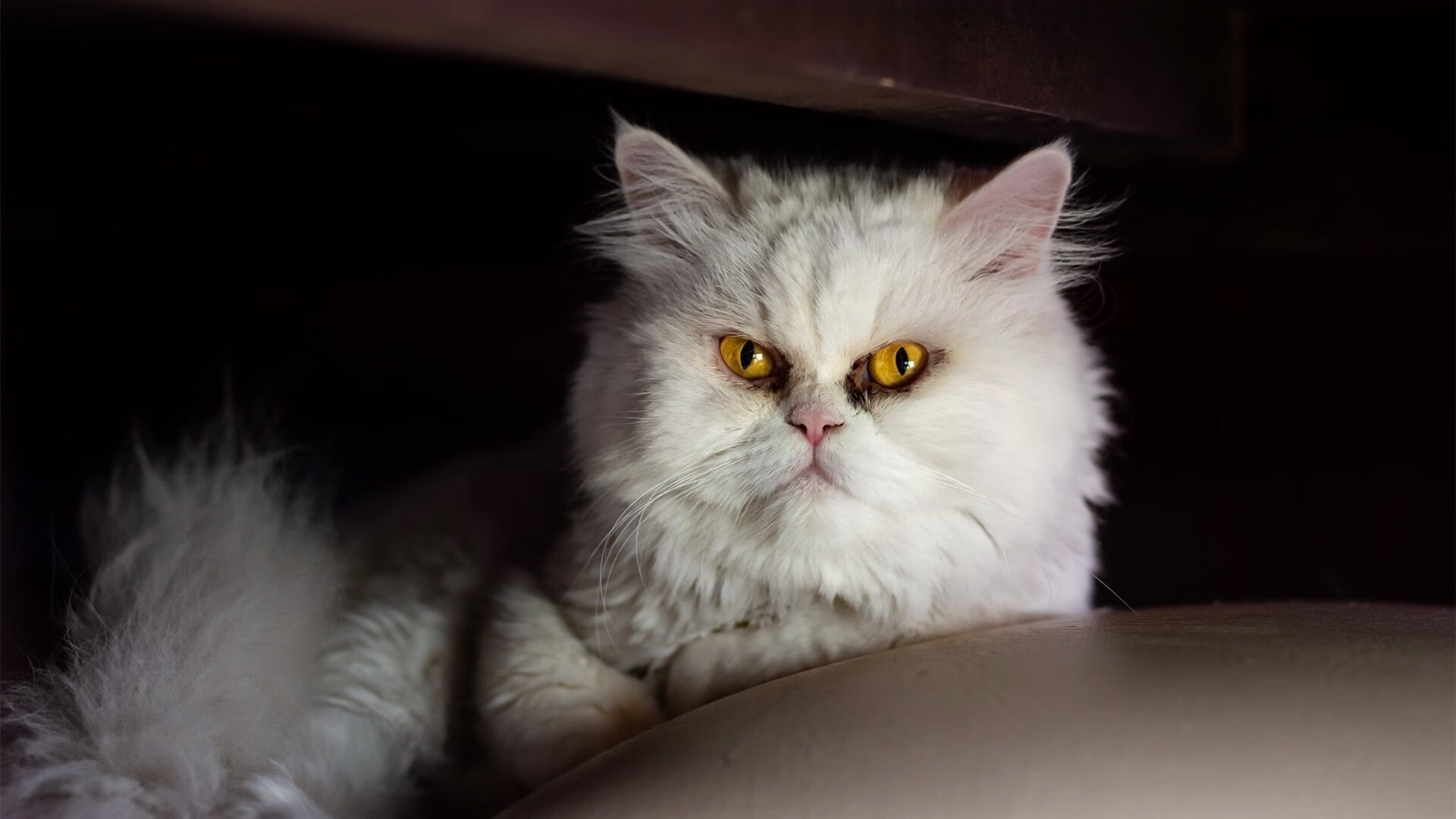 美洲杯明星纷纷亮相:激烈拼搏的炽热场景,美洲杯著名球星